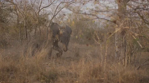 Young Elephant Flapping Ears (1) Stock Footage 55647755