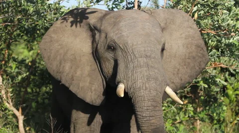 Young Elephant Flapping Ears Stock Footage 41639229