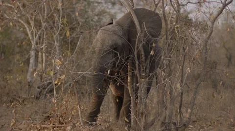 Young Elephant Flapping Ears - Slow Motion Stock Footage 55648054