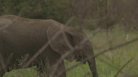 A young elephant Stock Footage 25235863