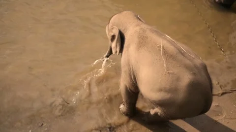 Young elephant got to river Stock Footage 60821517