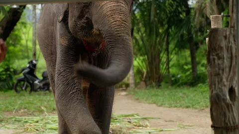 A Young Elephant Gracefully Moves Through a Lush Green Environment Surrounded by Stock Footage 310163254