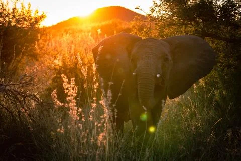 Young Elephant Grass Sunset Stock Photos