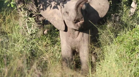 Young Elephant Grazing Stock Footage 41639089