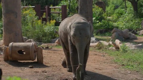 Young elephant joyfully explores muddy area. An exuberant juvenile elephant from Stock Footage 331524290