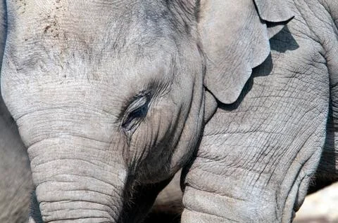 Young elephant Stock Photos