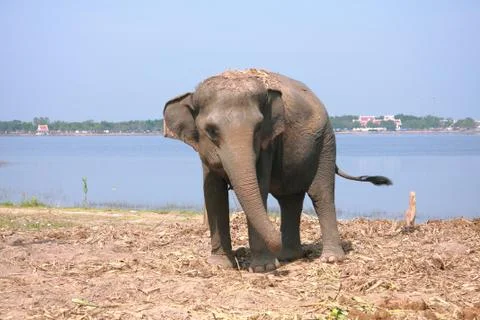 Young elephant Stock Photos