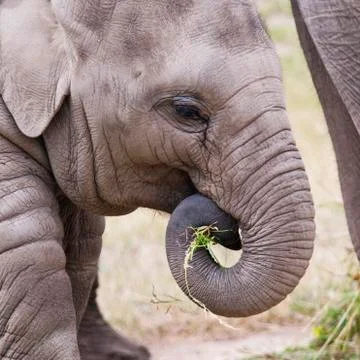Young elephant Stock Photos