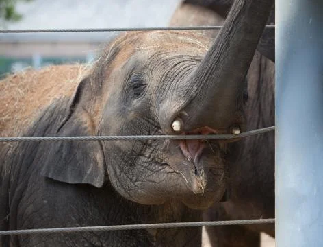 Young elephant Stock-Fotos