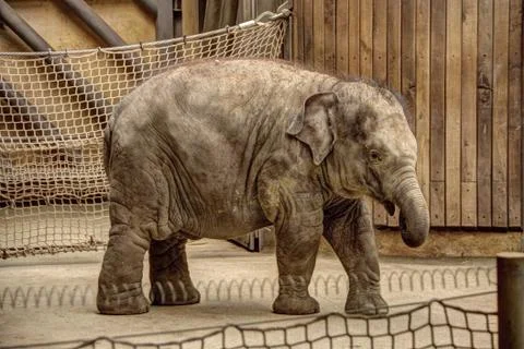 Young elephant Stock Photos