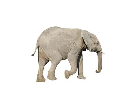 Young elephant Stock Photos