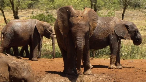 Young Elephant plays in mud - Slow Motion Stock Footage 104624887