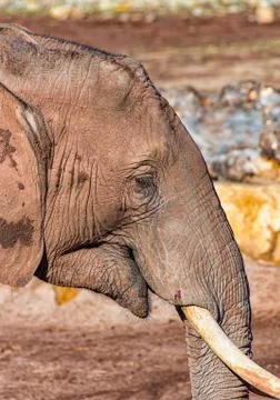 Young elephant in profile Stock Photos