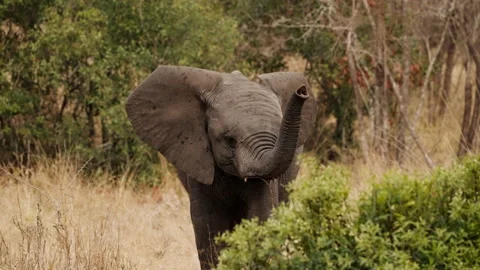 Young Elephant Raising Its Trunk Stock Footage 236506096
