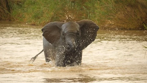 Young elephant in river creates big splash, sprays water around with trunk. Stock Footage 105501122