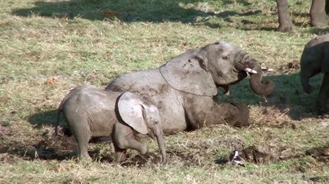 Young elephant rolling in mud Video stock 56935717