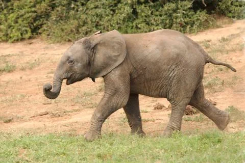 Young Elephant Running Stock Photos