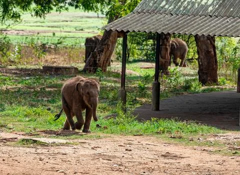 A young elephant runs for a place in the queue during feeding time Stock Photos