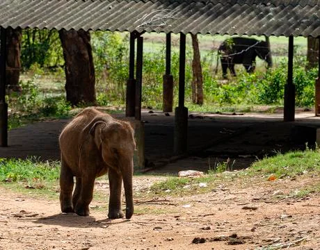 A young elephant runs for a place in the queue during feeding time Stock Photos