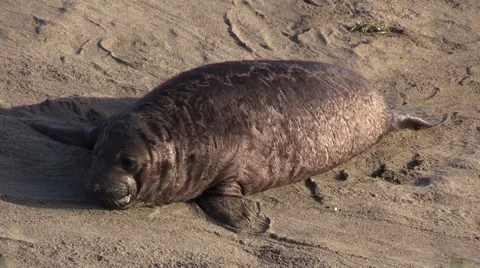 Young Elephant Seal on the Beach Vídeos de archivo 47379410