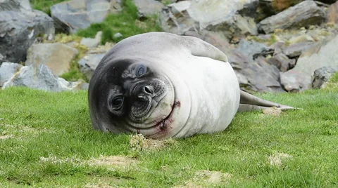 Young Elephant seal Stock Footage 62486853