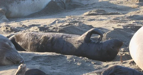 Young Elephant Seal Stock Footage 88597734
