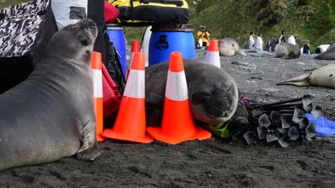 Young Elephant seal playing on the beach in South Georgia Stock Footage 242573802