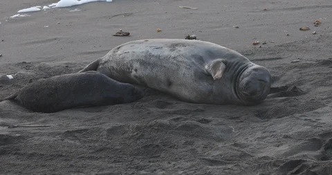 Young Elephant Seals Feeding 動画素材 88601044