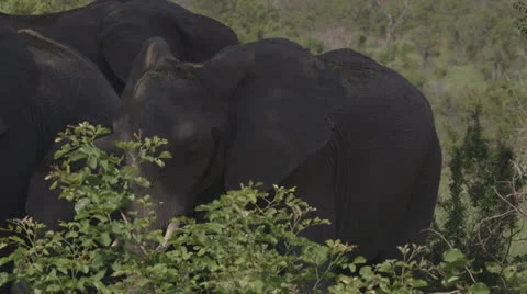Young elephant in the shade Видео 25230268