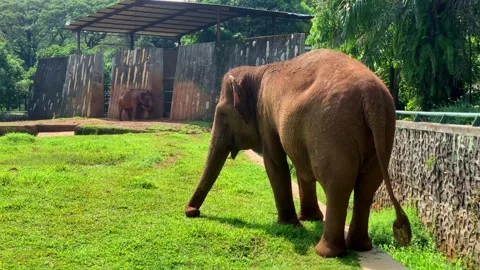 Young elephant strolls through grassy field Stock Footage 333937018