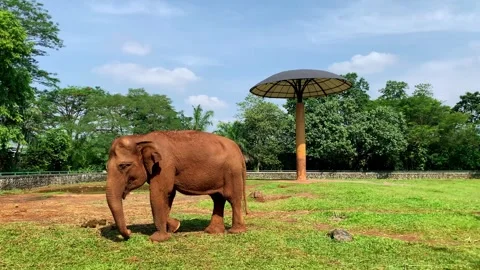 Young elephant strolls through grassy field Stock Footage 333937019