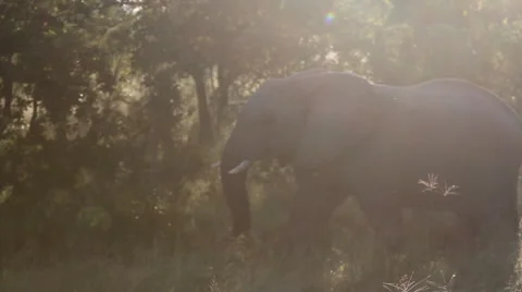 Young Elephant Sunset Stock-Footage 41638832