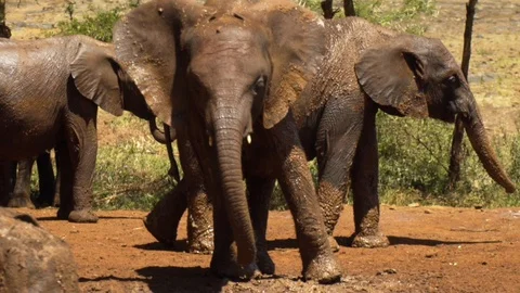 Young Elephant throws mud in Slow Motion Stock Footage 104624884