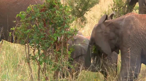 Young elephant uses his trunk Stock Footage 33778216