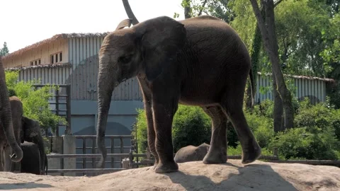 Young elephant walking around in an enclosure in the zoo Video stock 252443489