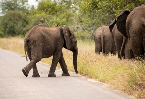 Young elephant walking to the group Stock Photos