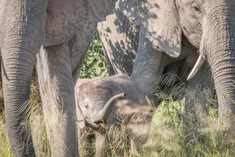 A young Elephant walking towards the camera. Stock Photos