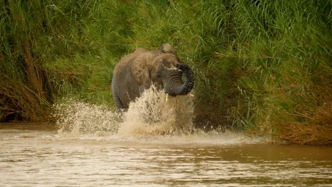 Young elephant walks toward camera in muddy river water, splashing with feet Video stock 105273043