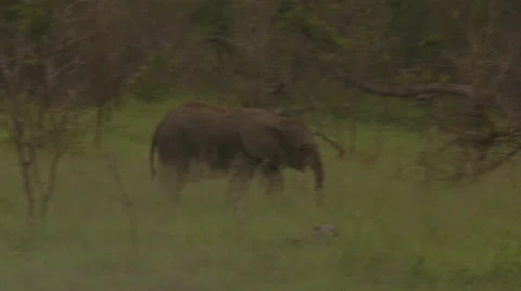 Young Elephant wandering through grass Stock Footage 25238984