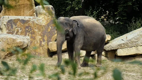 Young elephant in a zoo environment. Stock Footage 125480249