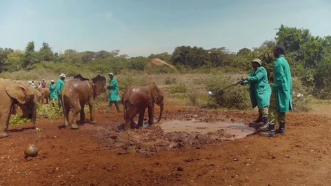 Young elephants getting sprayed with water Stock Footage 72575717