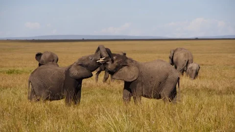 Young elephants keep fighting and playing with their trunks in Kenya Video stock 106792632