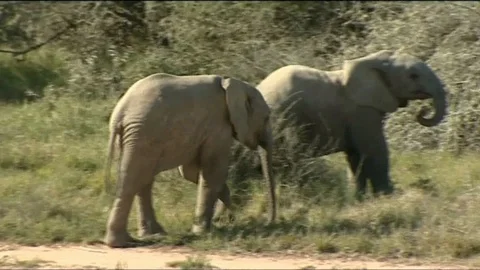 Young elephants at play 스톡 동영상 90373168