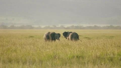 Young Elephants play, wielding trunks in the African savanna. Stock Footage 156467424