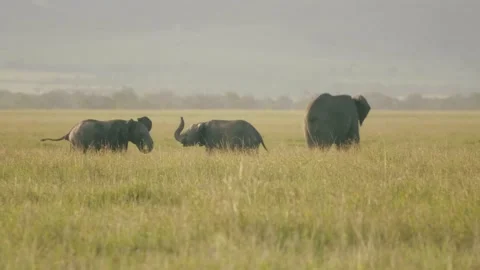 Young Elephants play, wielding trunks in the African savanna. Stock-Footage 156467522