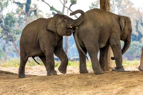 Young Elephants Playing 스톡 사진