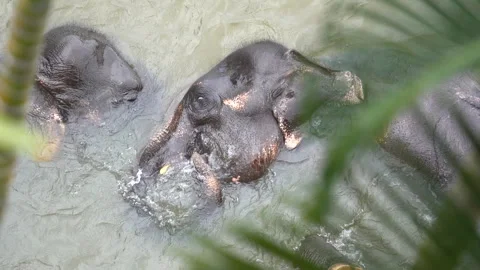 Young Elephants Playing in the Water Video stock 310670258