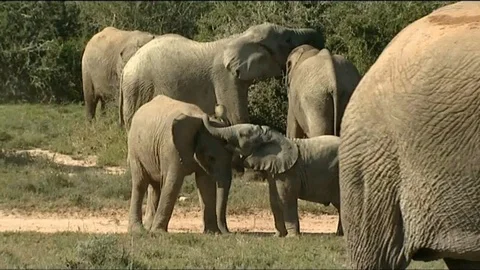 Young elephants playing in the wild 스톡 동영상 90372056
