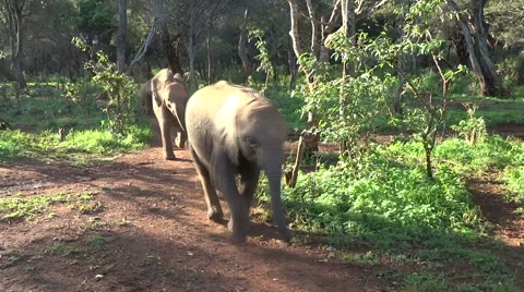 YOUNG ELEPHANTS RUN TOWARD CAMERA 库存影片 61608095