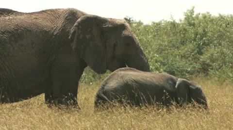 Young elephat and mother Stock Footage 22323082